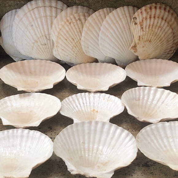 Natural Scallop Clam Shell Appetizer Plates (Luau, Seafood Party ) - Set Of 20 - Picture 10 of 17